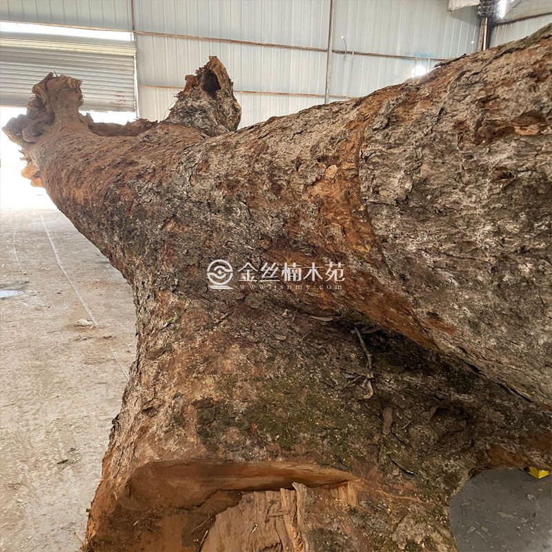 正宗四川金丝楠木大料、一手货源！(图2)