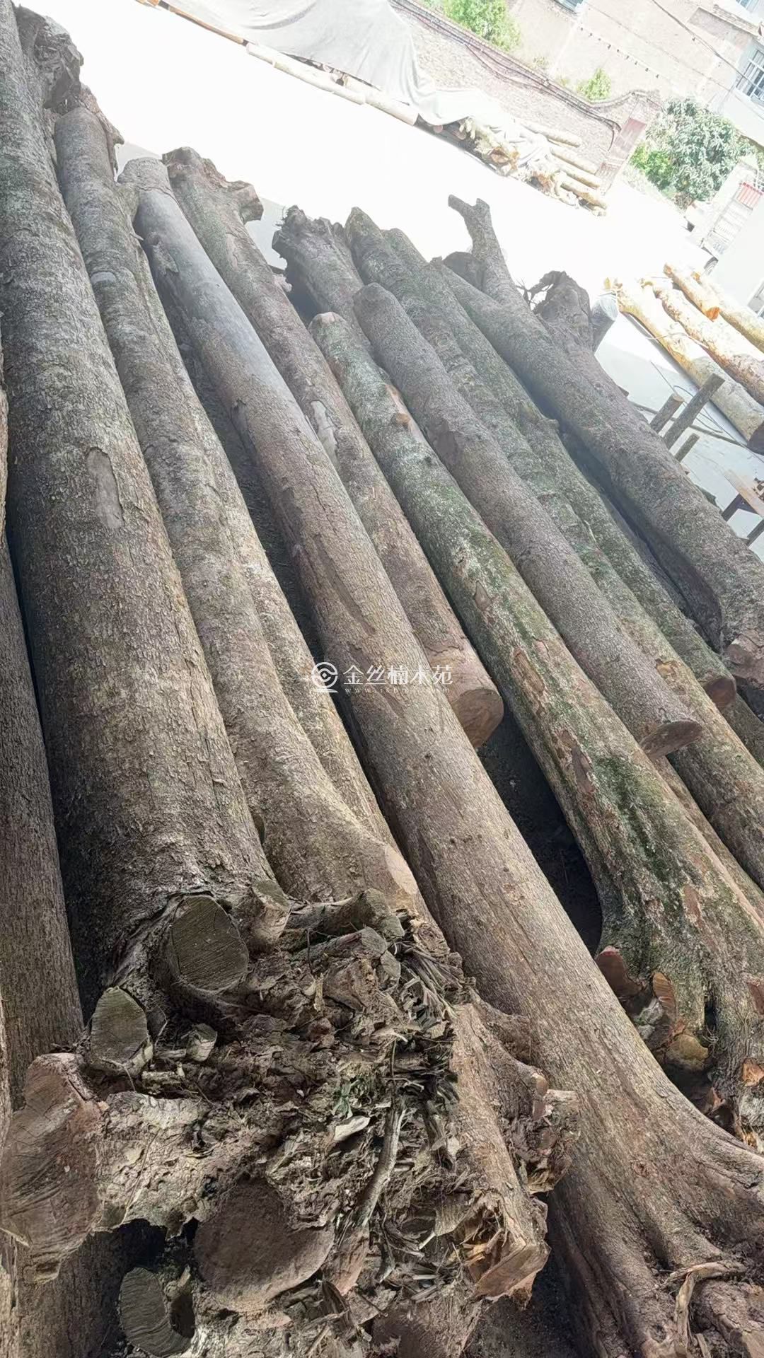 小叶桢楠、金丝楠木批发场地现货、手续齐全！(图1)
