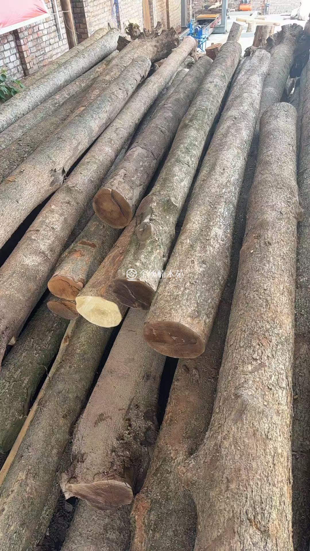 小叶桢楠、金丝楠木批发场地现货、手续齐全！(图2)